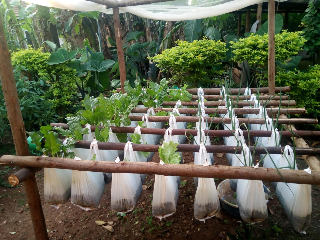 Healthy seedlings ready for transplant