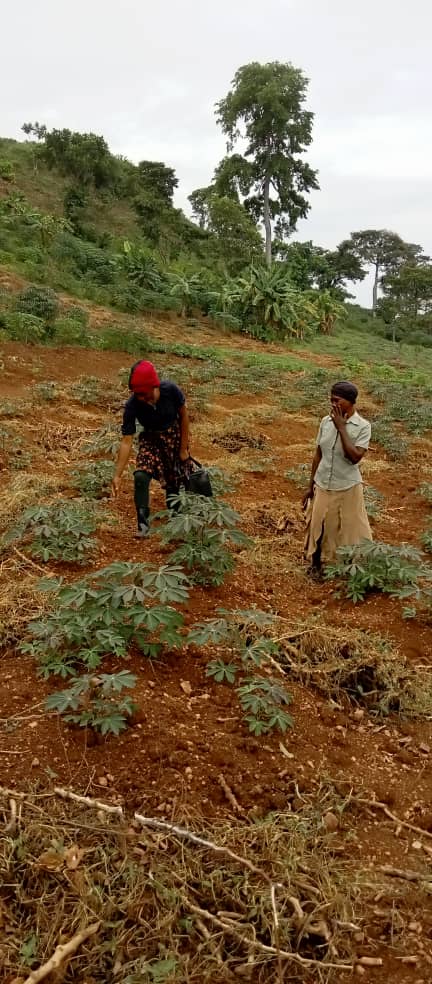 Field inspection of hybrid maize trials