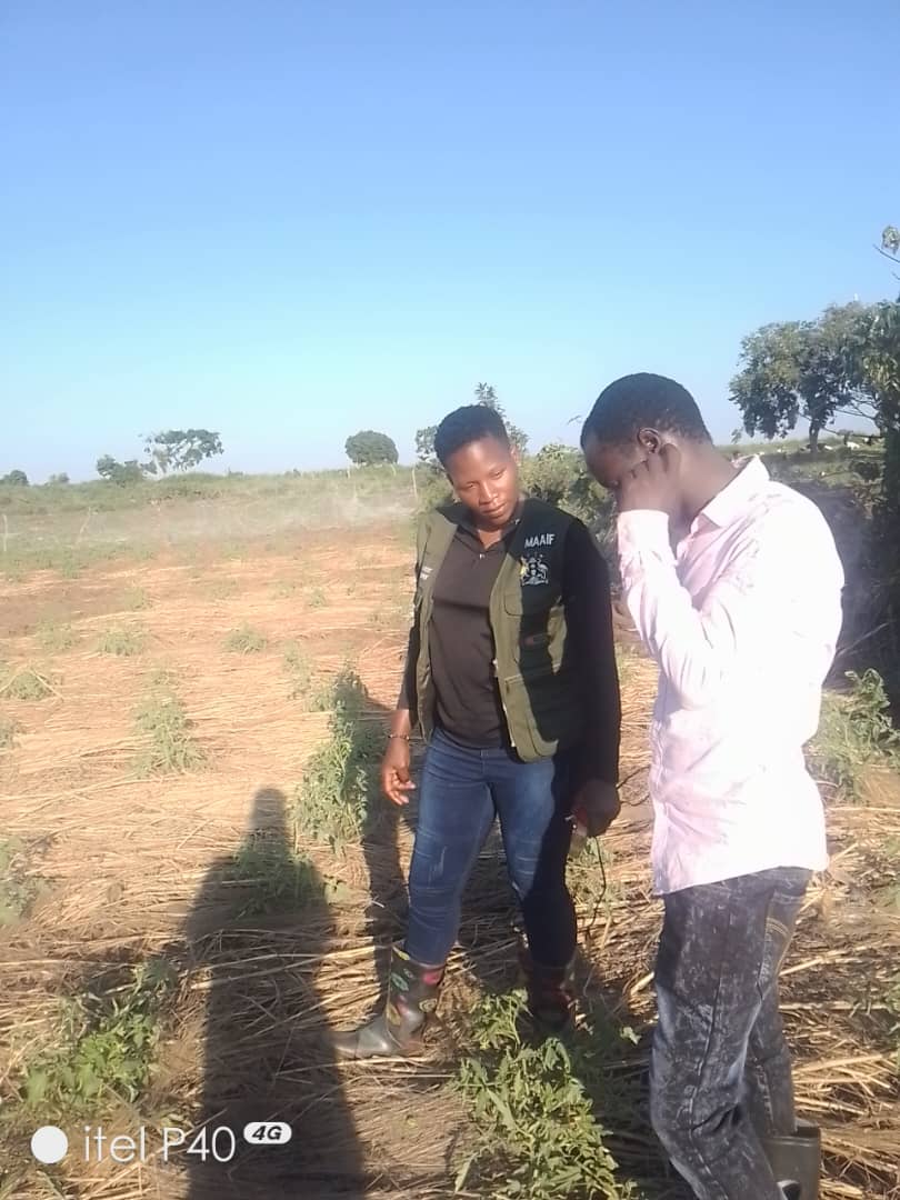 On-farm advisory with a smallholder