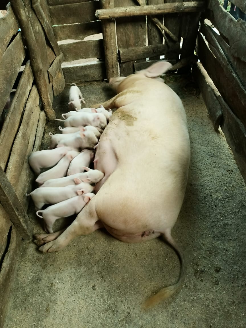 Body-condition scoring on breeding does