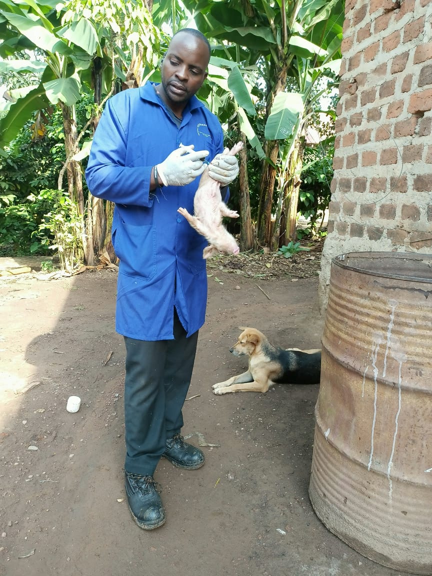 Routine vaccination of dairy goats